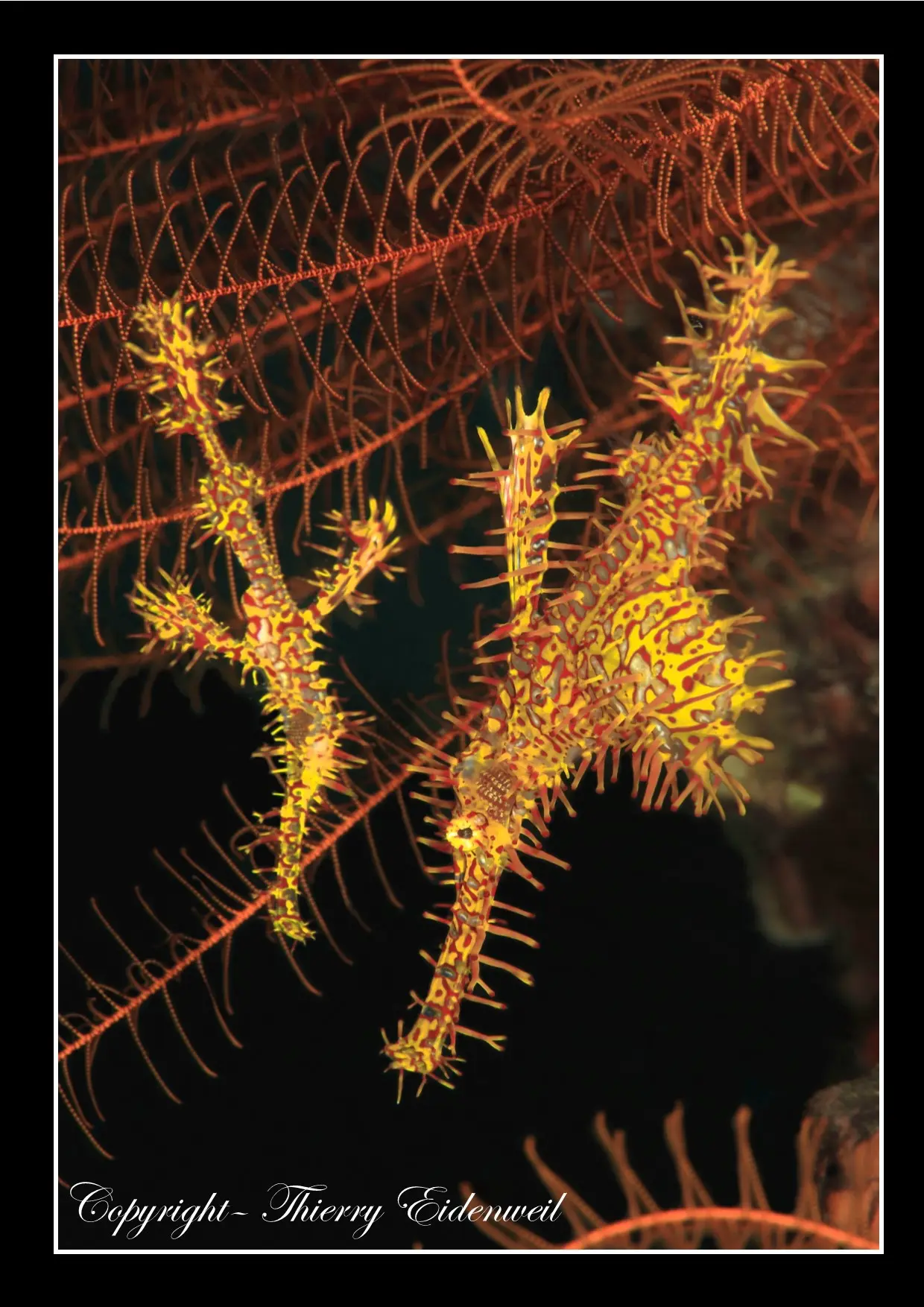 Anilao Macro Dive Media Highlight